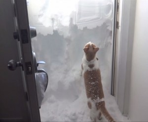 cat-snowed-in