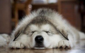 Sleeping-dog